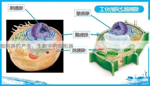 细胞器的产生，生物中的细胞器