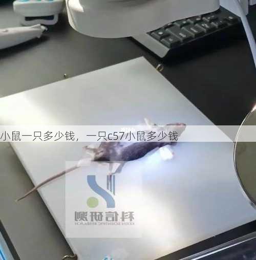小鼠一只多少钱，一只c57小鼠多少钱