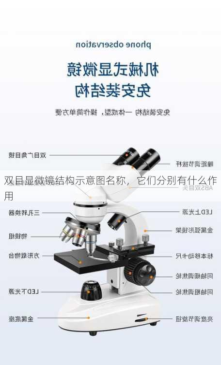 双目显微镜结构示意图名称，它们分别有什么作用