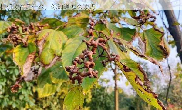 枳椇读音是什么，你知道怎么读吗