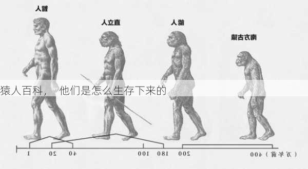 猿人百科，  他们是怎么生存下来的