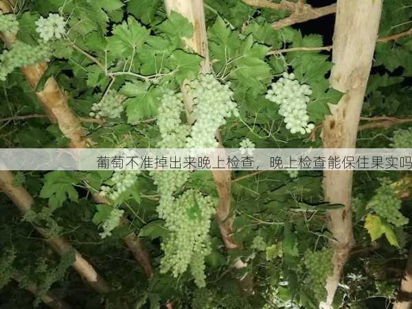 葡萄不准掉出来晚上检查，晚上检查能保住果实吗