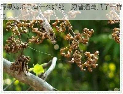 野果鸡爪子有什么好处，跟普通鸡爪子一样吗